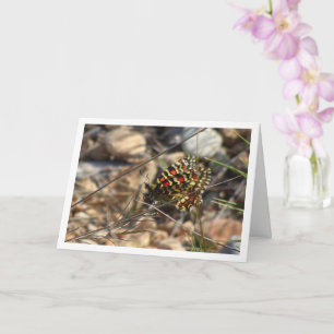 Zerynthia Rumina, Spanish Festoon Butterfly Card