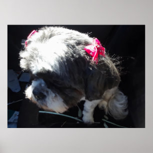 Zhina Is My Shih Tzu Princess Poster