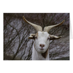 Ziegenbock