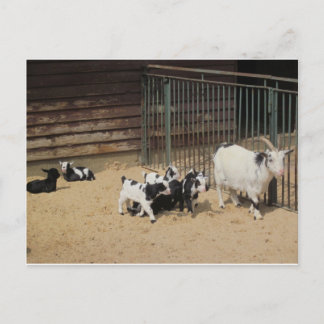 Ziegenfamilie Postcard