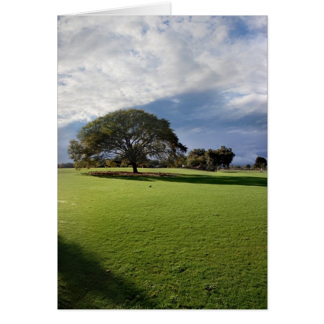 Zilker Park Austin Texas (Front)