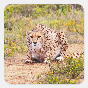Zimbabwe cheetah Safari on Display Stickers
