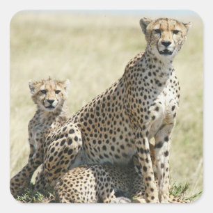 Zimbabwe cheetahs, Safari on Display Stickers