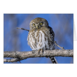 Zimbabwe. Close-up of pearl spotted owl
