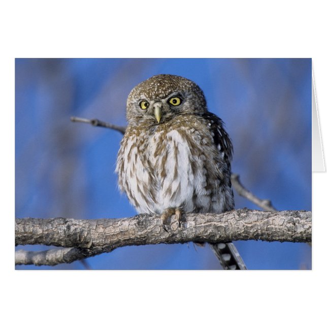 Zimbabwe. Close-up of pearl spotted owl (Front Horizontal)