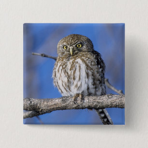 Zimbabwe. Close-up of pearl spotted owl 2 Inch Square Button