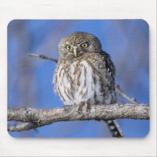 Zimbabwe. Close-up of pearl spotted owl Mouse Pad