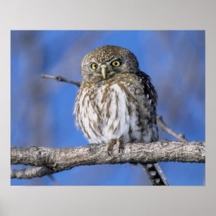 Zimbabwe. Close-up of pearl spotted owl on Poster