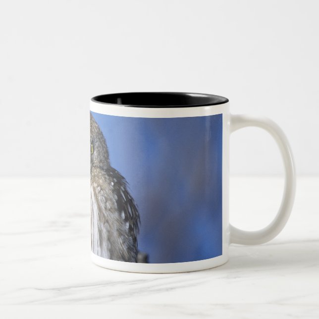 Zimbabwe. Close-up of pearl spotted owl Two-Tone Coffee Mug (Right)