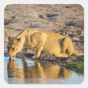 Zimbabwe  Lioness Safari on Display Stickers
