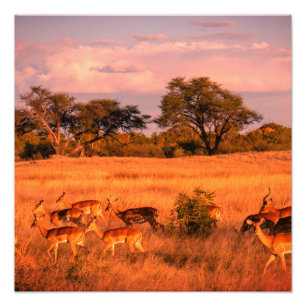 Zimbabwe the pure nature of the antelope photo print