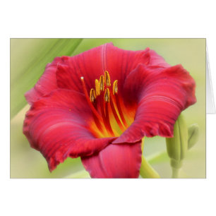 Zinger - Daylily