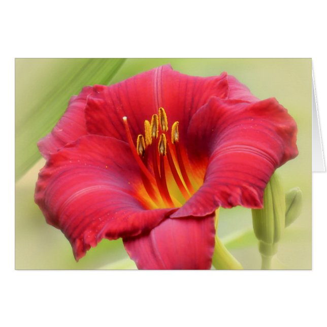 Zinger - Daylily (Front Horizontal)