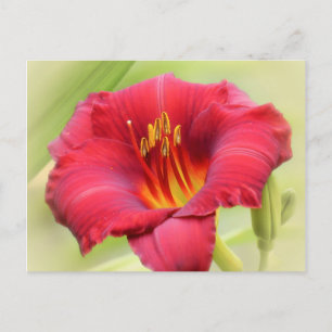 Zinger Daylily Postcard