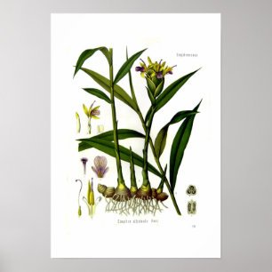 Zingiber officinalis (ginger) poster