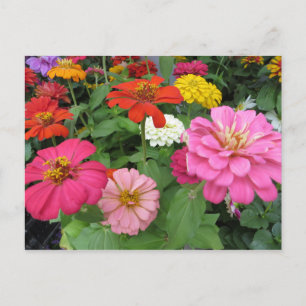 Zinnia Bundle Postcard