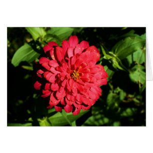 "zinnia" by Larry Coressel