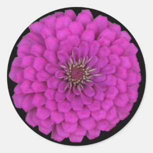 Zinnia Classic Round Sticker