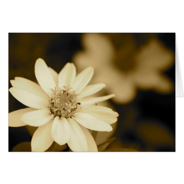 Zinnia dans la carte de sépia (Devant horizontal)
