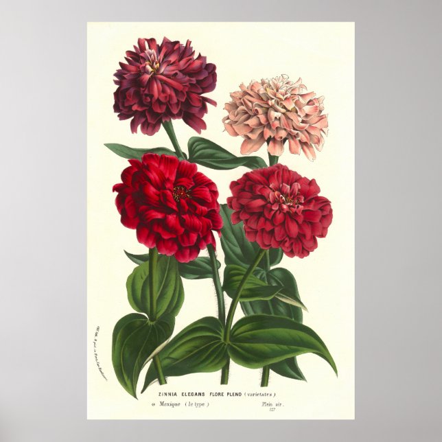 Zinnia elegans / Common Zinnias by Van Houtte Poster (Front)