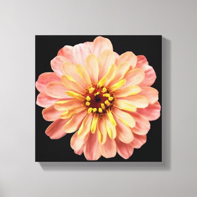 Zinnia Floral Flower Nature Photography on Black Canvas Print (Front)