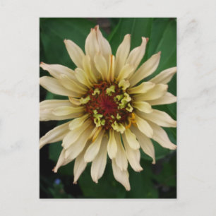Zinnia Flower Postcard