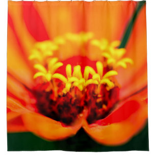 Zinnia Flower - Secret Garden