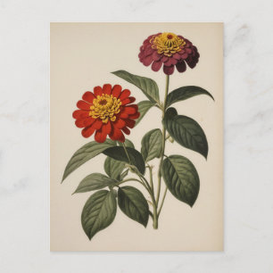 Zinnia illustration postcard