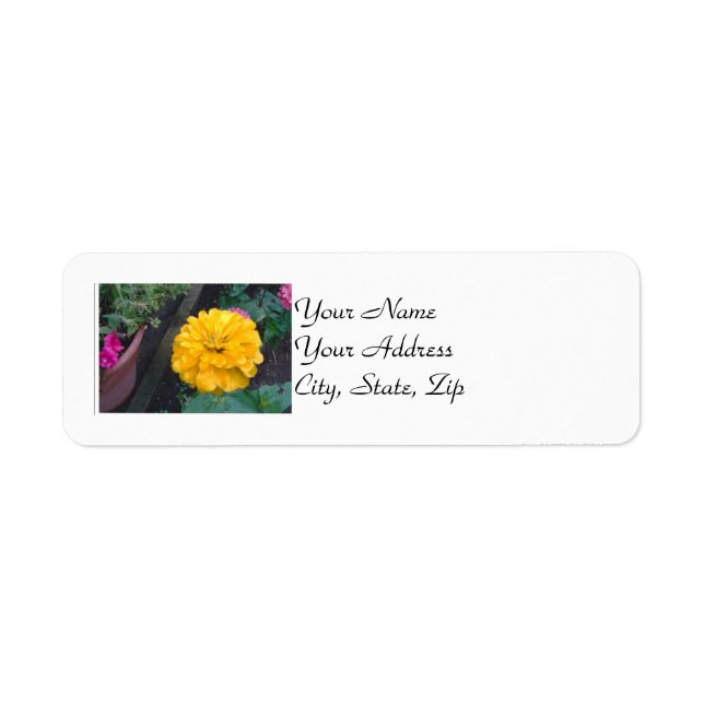 Zinnia jaune (Devant)