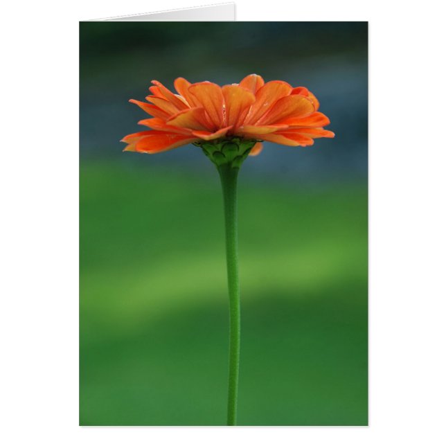 Zinnia orange par des conceptions de Cynthia (Devant)