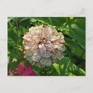 Zinnia postcard