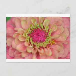 zinnia postcard