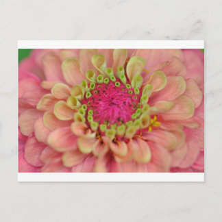 zinnia postcard