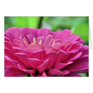 Zinnia rose