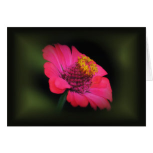 Zinnia rose brillant