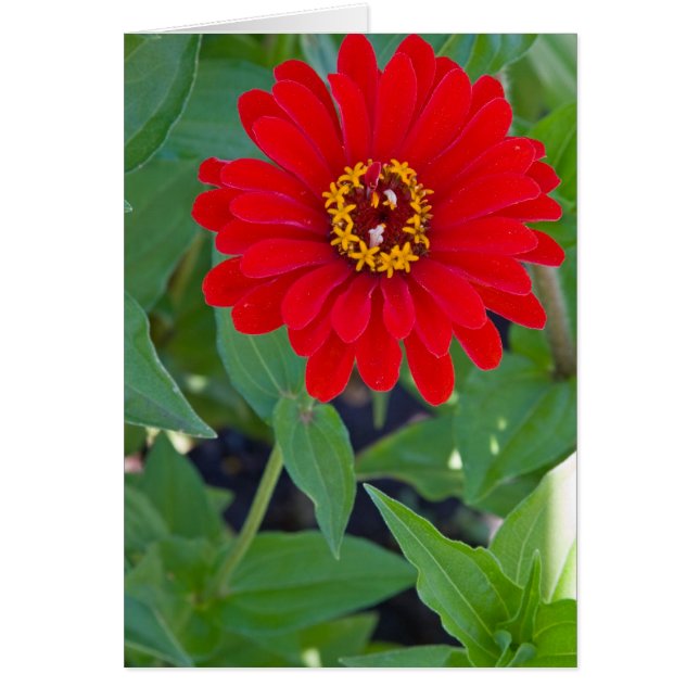 Zinnia rouge 2 (Devant)