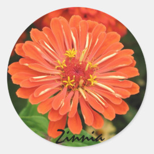 Zinnia Sticker