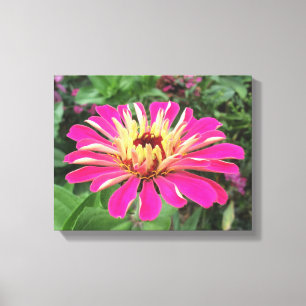 ZINNIA - Vibrant Pink and Cream - Canvas Print