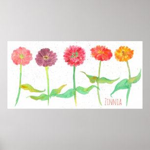 Zinnia Watercolor Flowers Poster