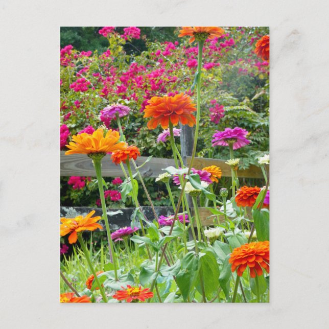 "Zinnias 1." Carte postale (Devant)
