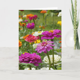 "Zinnias 3." Carte de vœux