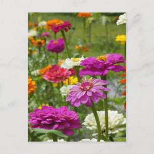 "Zinnias 3." Postcard