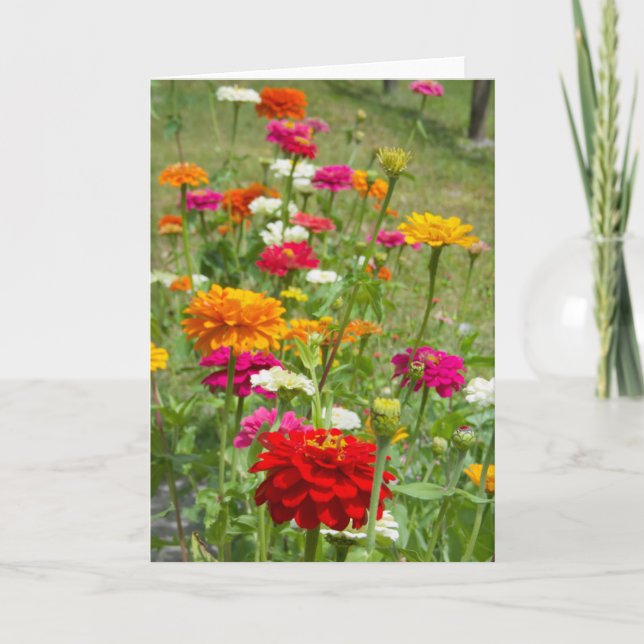 "Zinnias 4." Carte de vœux (Devant)