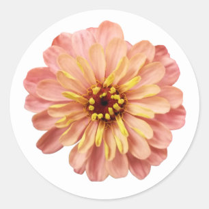 Zinnias Floral Flower Nature Photography Classic Round Sticker
