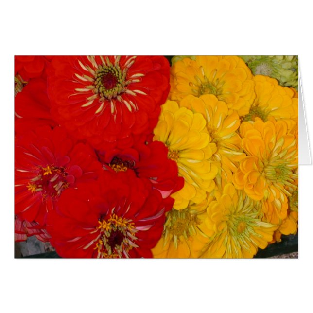 Zinnias rouges et jaunes (Devant horizontal)