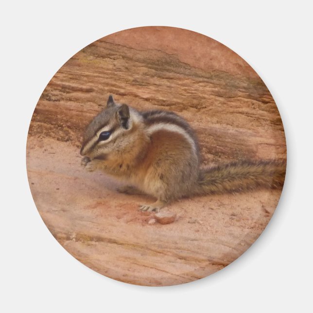 Zion Chipmunk on Red Rocks Magnet (Front)