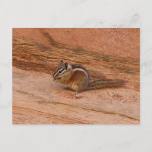 Zion Chipmunk on Red Rocks Postcard