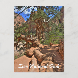 Zion National Park, Utah Postcard