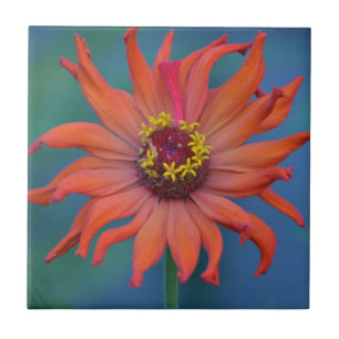 Zippy Zinnia Tile