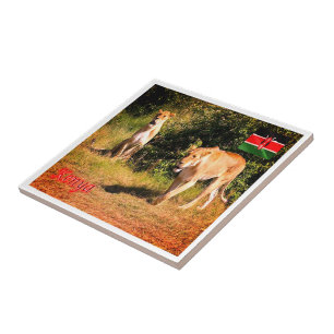 zKE005 KENYA, Lions, Africa, Tile